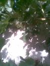 Previous picture :: angoor