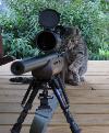 Next picture :: King of Cat
