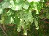 Previous picture :: Quetta Grapes in Bright Future School
