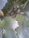 Previous picture :: Angoor