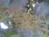 Previous picture :: angoor