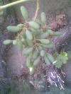 Previous picture :: Angoor