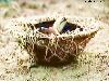 Previous picture :: Pakistan Army 
