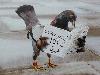 Next picture :: Amazing Bird