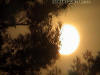 Next picture :: Sun with Tree