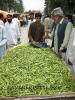 Next picture :: Ladyfinger Seller