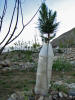 Next picture :: A plant in bottle